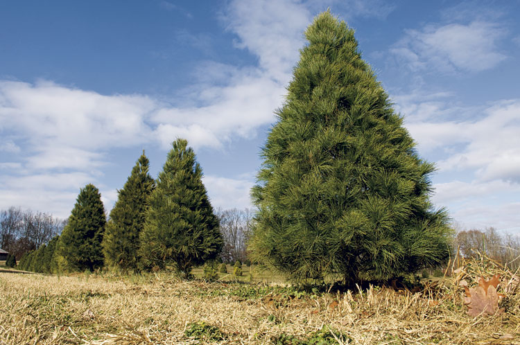 Top trees for the holidays
