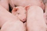 Pig Adventure at Fair Oaks Farms