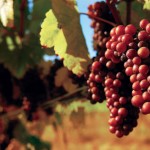 Warm Up This Winter on the Indiana Uplands Wine Trail