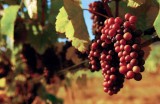 Indiana Wine Trails