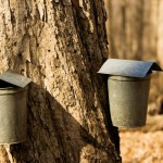 The National Maple Syrup Festival: A Sweet Celebration