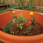 Plant This Near That: Companion Gardening