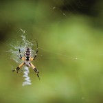 Garden Bugs: The Good, the Bad and the Ugly