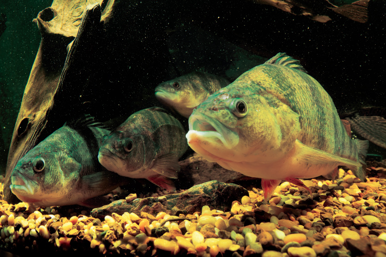 Bell Aquaculture perch