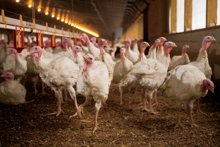 Indiana Turkey Farmers are Committed to Care