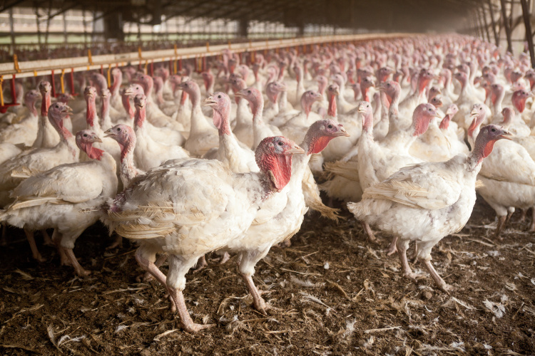 Indiana turkey farmers