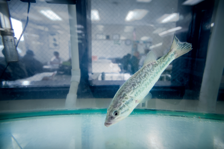 Indiana aquaculture