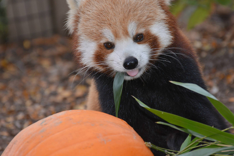 Fort Wayne Children's Zoo Halloween