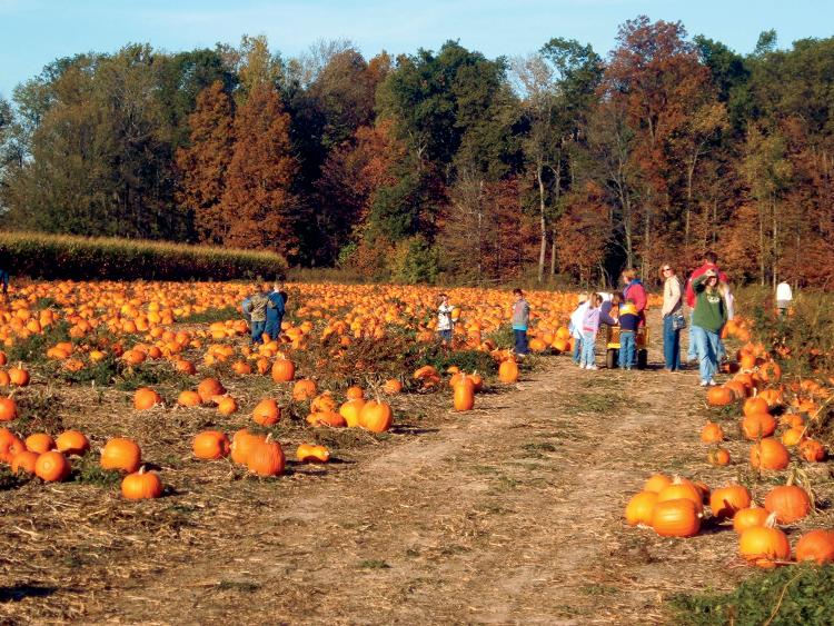 Pick-your-own pumpkins at Harper Valley Farms in Indiana