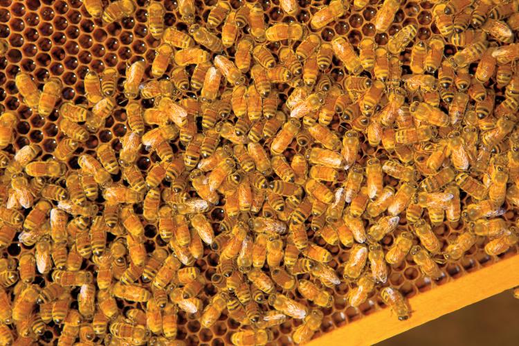 Honeybees at Hunter's Honey in Martinsville, Indiana