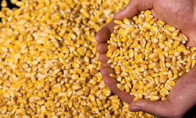 Indiana corn kernels in hand