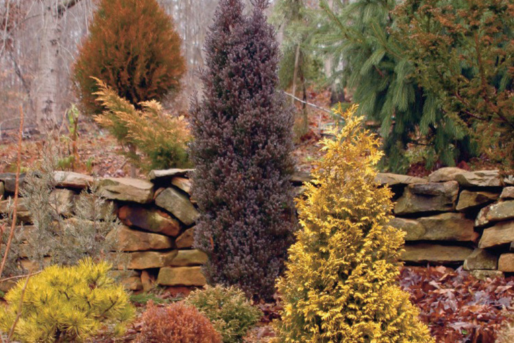 Colorful Evergreen Conifer Trees