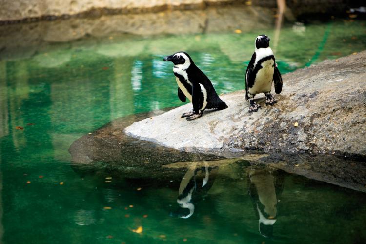 Penguins at Fort Wayne Children's Zoo