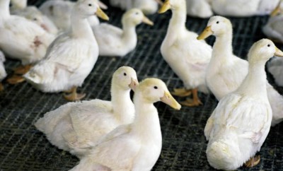 White Pekin Ducks at Maple Leaf Farms