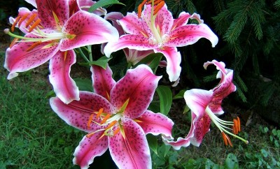 Oriental lily 'stargazer'