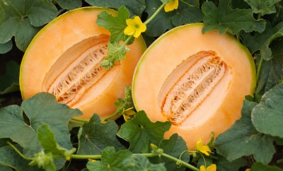 Indiana melons