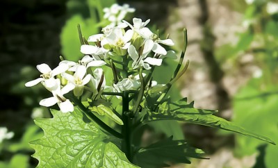 Garlic Mustard Flowers; Invasive Plants; Gardening; Indiana Plants