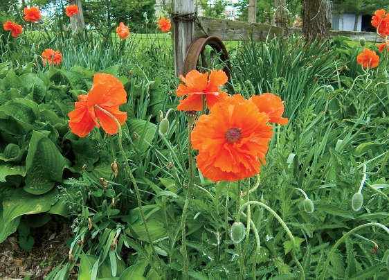 Perfect Perennial Plants for Spring