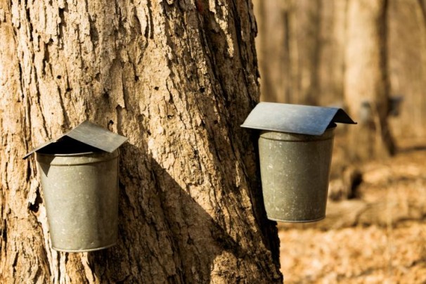 National Maple Syrup Festival