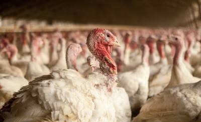 White turkeys in a barn