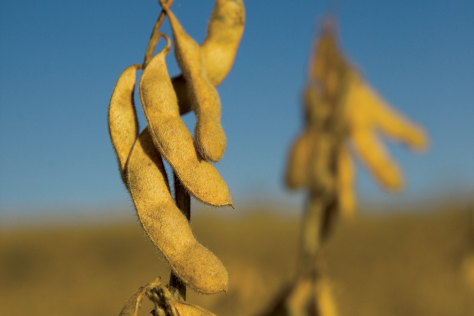 soybeans