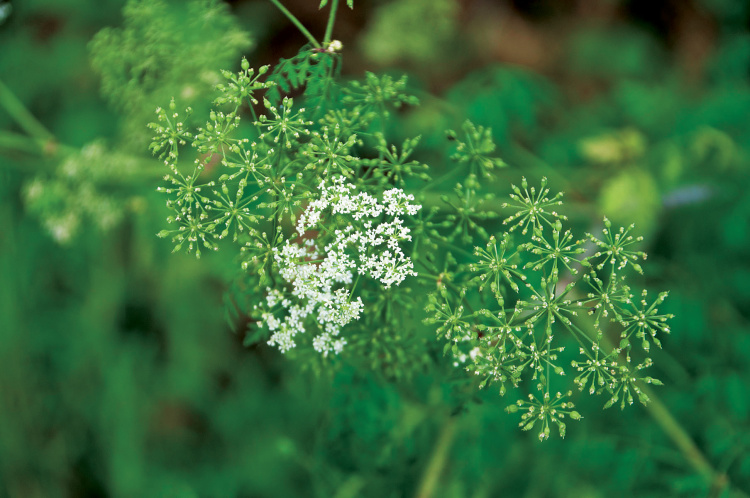 Poison Hemlock