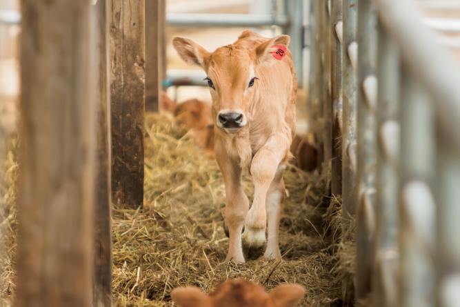 Traders Point Creamery