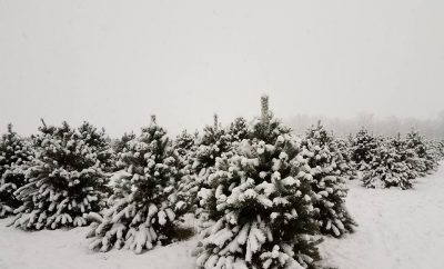 Egolf Christmas Trees