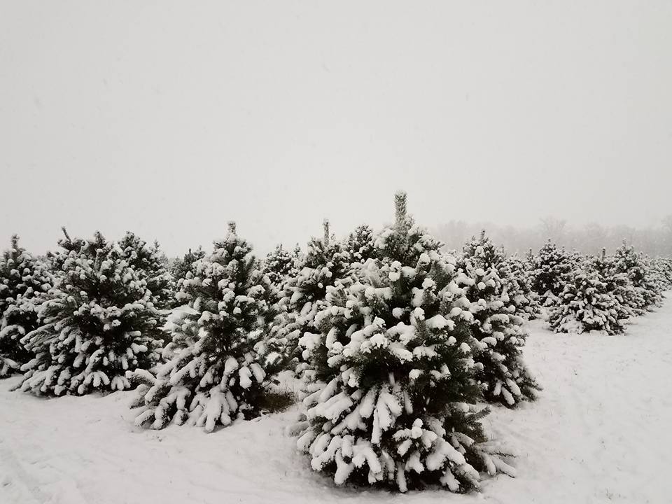 Egolf Christmas Trees