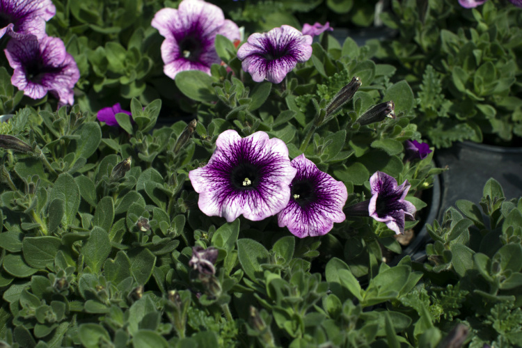 HB Farms & Greenhouses