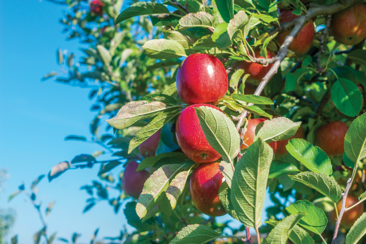 Red apples on the branch