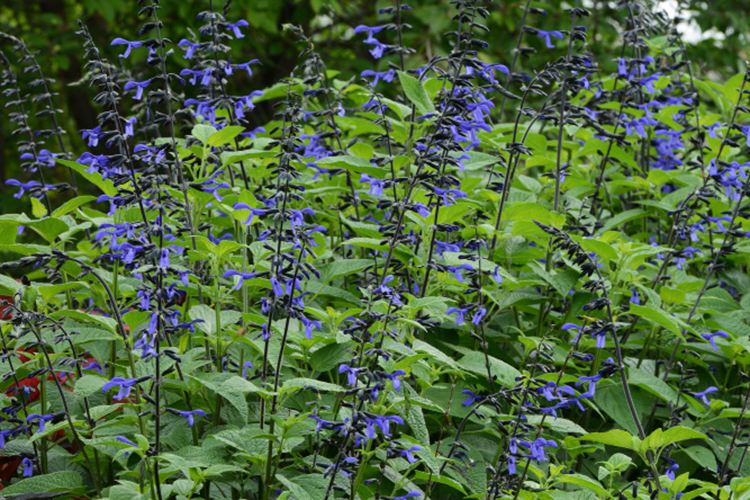 Black and Blue salvia blooming 
