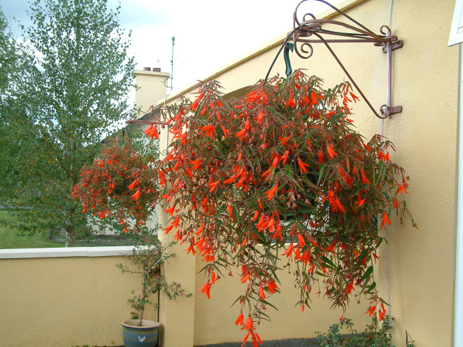 Bonfire begonia in a hanging pot 