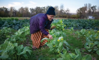 Buramese refugee Hla Kyi harvests Bok Choy at Plowshares in New Haven.