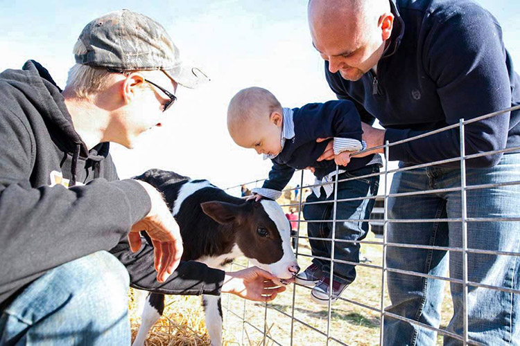 Little boy pets dairy calf at festival 