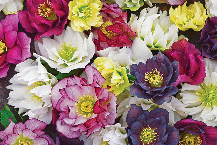 Wedding Series hellebores