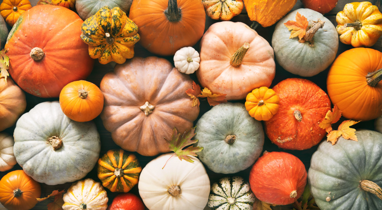 An assortment of pumpkins