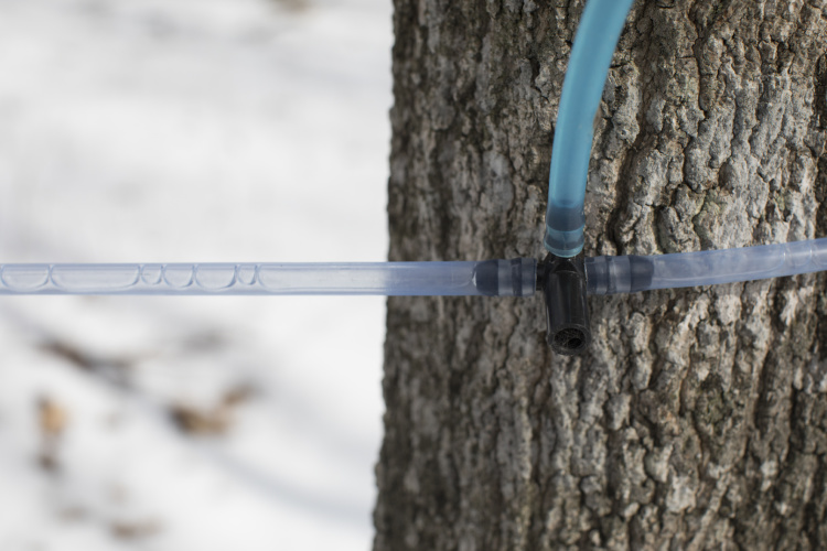 Tapped maple tree