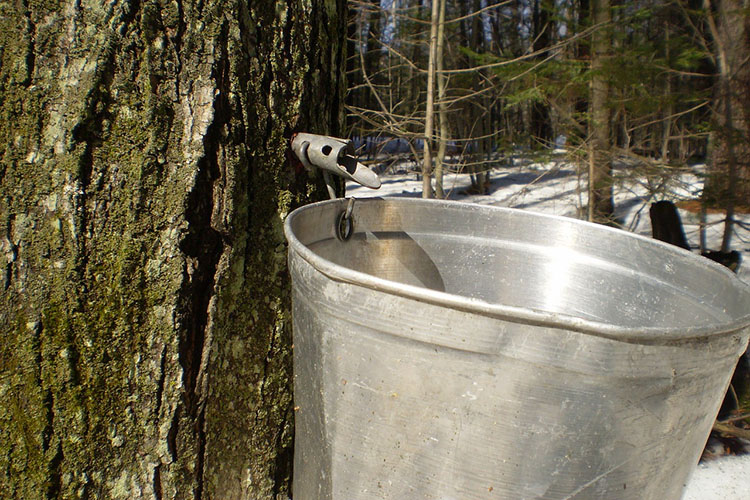 Tree tapped to run into bucket to harvest the sap