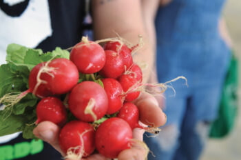 Radishes 