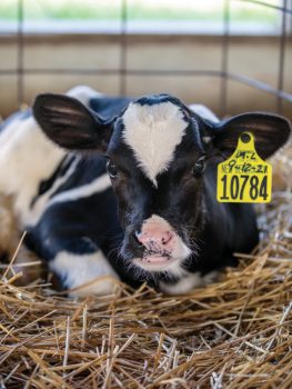 A three-week-old calf at the New Generation Dairy