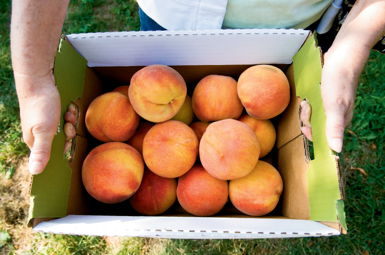 Someone holding a box of peaches