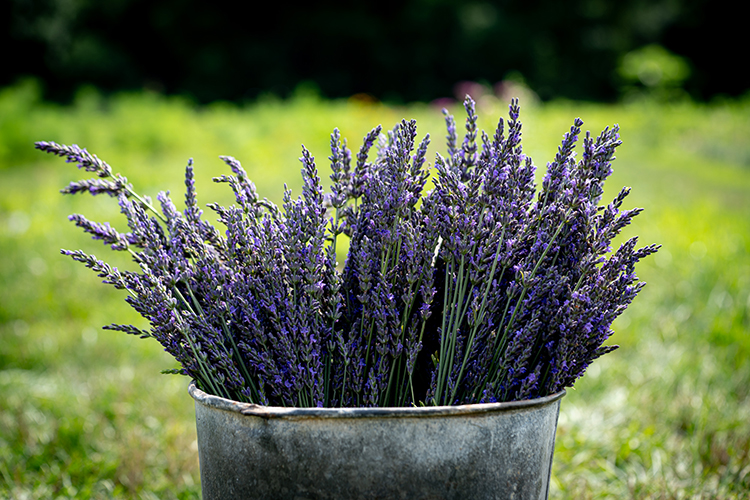 Cut lavender in a bucket 