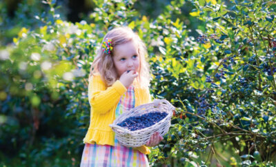 Little girl eating blueberries out of her basket with blueberry trees in the background