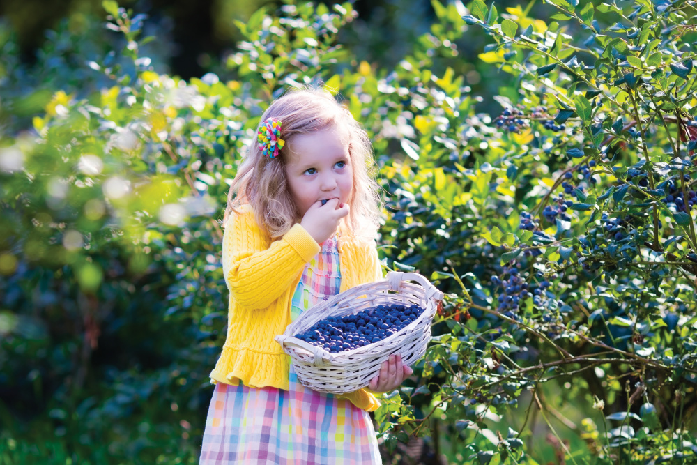 Little girl eating blueberries out of her basket with blueberry trees in the background