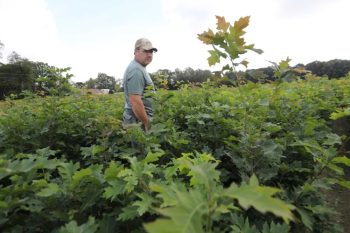 Rob Winks looks at the density of young Black Walnut trees