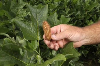 Rob Winks hold a Tulip seed cone