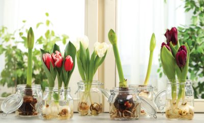 Different spring bulbs and flowers on a window sill