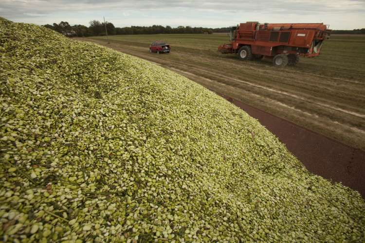 A bean sheller makes its way past a hopper full of lima beans