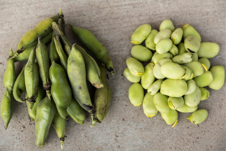 Lima beans and pods